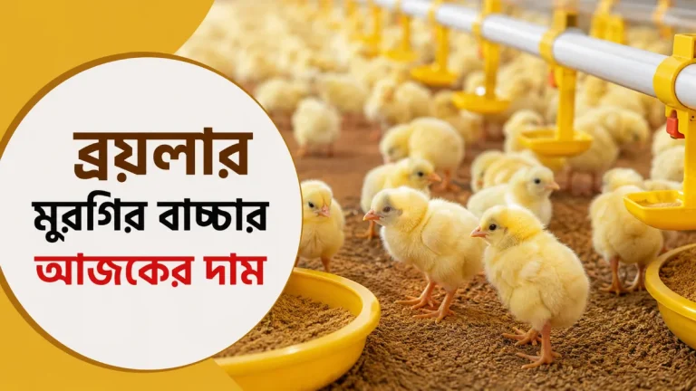 ব্রয়লার মুরগির বাচ্চার আজকের দাম