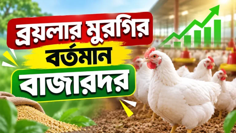 ব্রয়লার মুরগির বর্তমান বাজারদর
